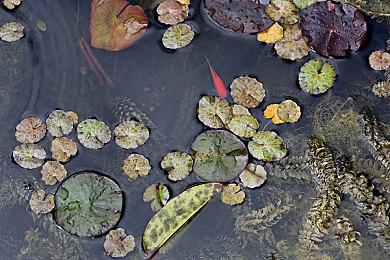 卡普空临时取消CEDEC演讲 《怪物猎人：荒野》性能优化主题被撤